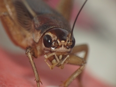 Teleogryllus mitratus