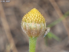 Agalmatium bilobum