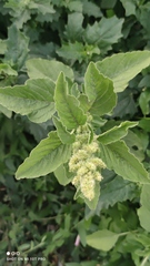 Amaranthus retroflexus