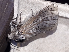 Prionoxystus macmurtrei