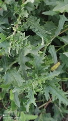 Atriplex tatarica