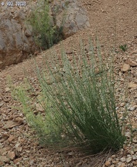 Anarrhinum forskaohlii