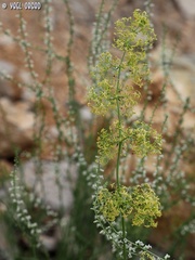 Galium libanoticum