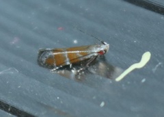 Battaristis vittella