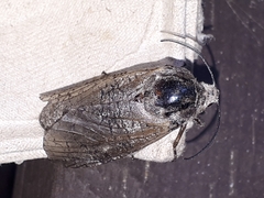 Prionoxystus macmurtrei