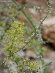 Galium libanoticum