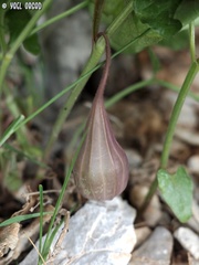 Aristolochia scabridula
