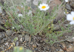 Anthemis sterilis