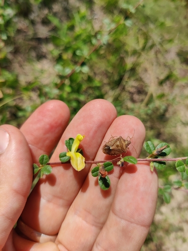 Image of Rhynchosia cytisoides by (c) Scott Allen Davis, some rights reserved (CC BY)