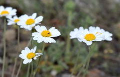 Anthemis sterilis