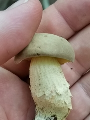 Xerocomus subtomentosus