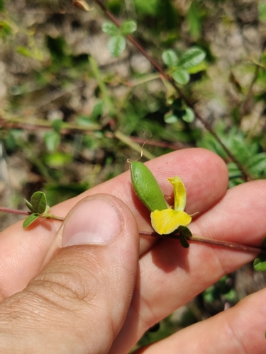 Image of Rhynchosia cytisoides by (c) Scott Allen Davis, some rights reserved (CC BY)