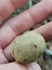 Xerocomus subtomentosus