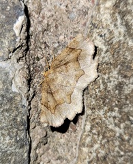 Metarranthis indeclinata