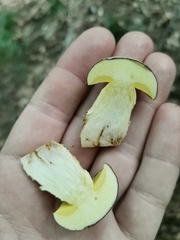 Xerocomus subtomentosus