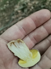 Xerocomus subtomentosus