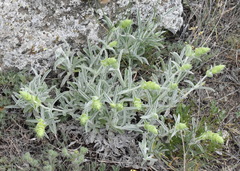 Sideritis catillaris