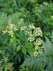Thaspium chapmanii