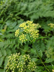 Thaspium chapmanii