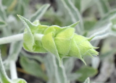 Sideritis catillaris