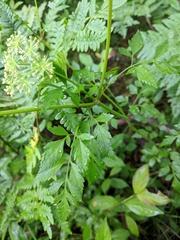 Thaspium chapmanii