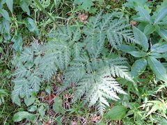Chaerophyllum villarsii