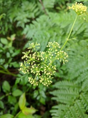 Thaspium chapmanii