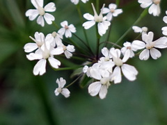 Chaerophyllum villarsii