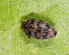 Brachys ovatus