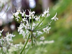 Chaerophyllum villarsii