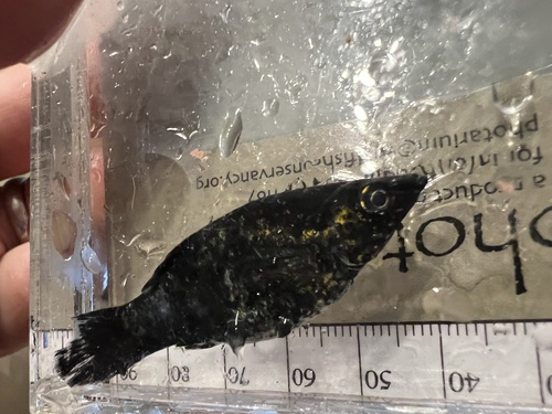 Short-finned molly (Poecilia sphenops) — Poeciliidae — 5