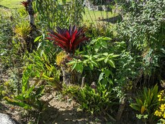 Tillandsia machupicchuensis
