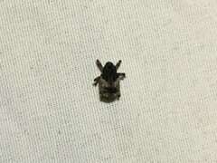 Cryptorhynchus fuscatus