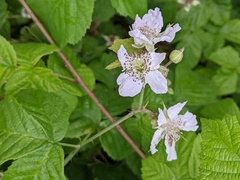 Rubus × idaeoides