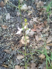Stachys angustifolia