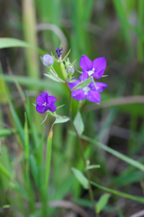 Legousia speculum-veneris