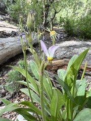 Primula fragrans