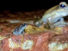 Uperodon taprobanicus