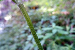 Chaerophyllum villarsii
