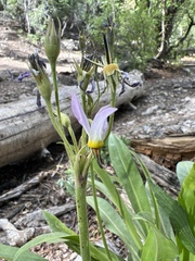 Primula fragrans