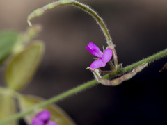 Desmodium scorpiurus