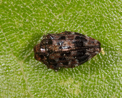 Brachys ovatus