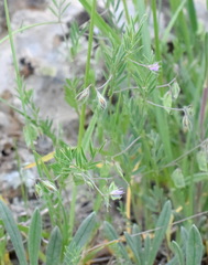 Vicia lentoides