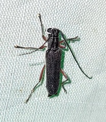Saperda discoidea