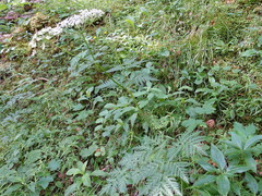 Chaerophyllum villarsii