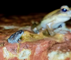 Uperodon taprobanicus