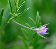 Vicia lentoides