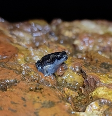 Uperodon taprobanicus