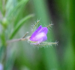 Vicia lentoides
