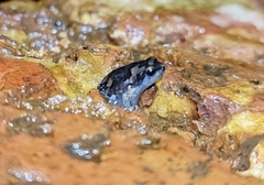 Uperodon taprobanicus